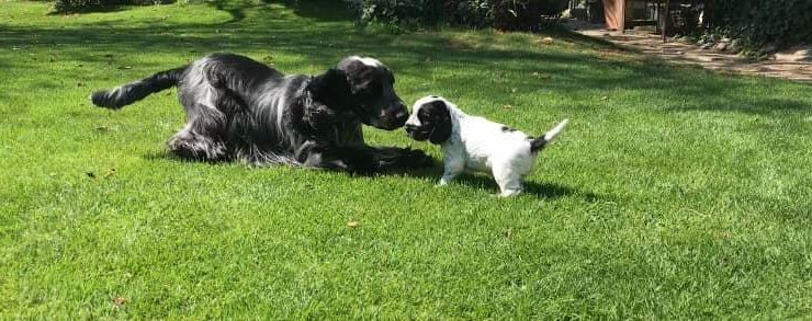 Erwachsener Rüde und schwarz-weißer Welpe beschnuppern sich spielerisch auf der Wiese.