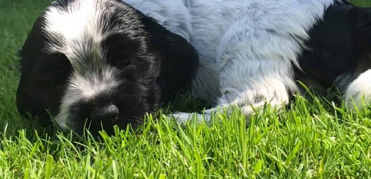 Schwarz-weißer Welpe schläft entspannt im Gras auf einer sonnigen Wiese.