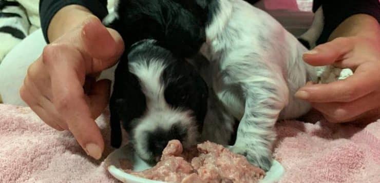 Schwarz-weißer Welpe frisst fein gewolftes Fleisch von Tellerchen, Geschwister steht daneben.