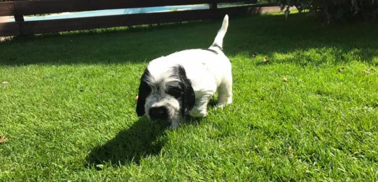 Schwarz-weißer Welpe läuft neugierig über eine sonnige, grüne Wiese im Garten.