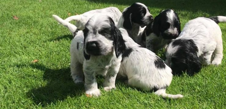 Sechs schwarz-weiße Hundewelpen erkunden gemeinsam die sonnige Wiese im Garten.
