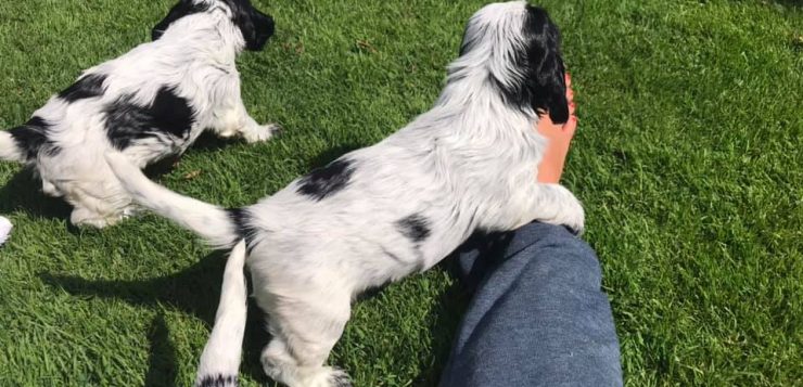 Schwarz-weiße Welpen spielen auf der Wiese, einer klettert neugierig über ein Bein.