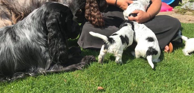 Person sitzt im Gras, umgeben von erwachsenen Hunden und neugierigen schwarz-weißen Welpen im Garten.