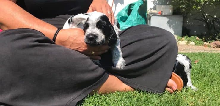 Person sitzt im Gras und hält einen schwarz-weißen Welpen behutsam im Schoß im sonnigen Garten.