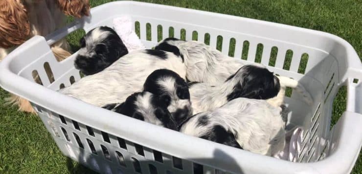 Mehrere schwarz-weiße Welpen liegen dicht aneinandergeschmiegt in einem Wäschekorb auf der Wiese.