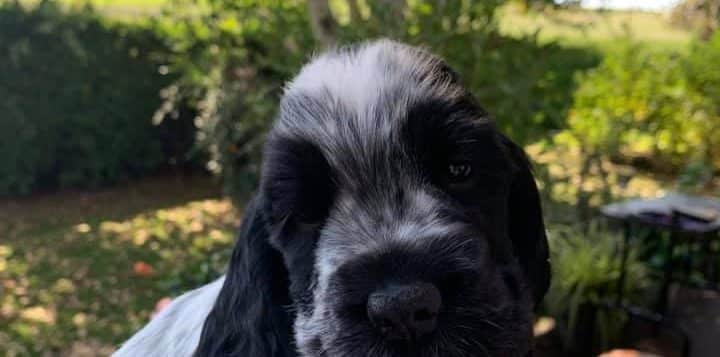 Schwarz-weiß gefleckter Spanielwelpe wird im Garten auf dem Arm gehalten, unscharfer Hintergrund mit Bäumen.