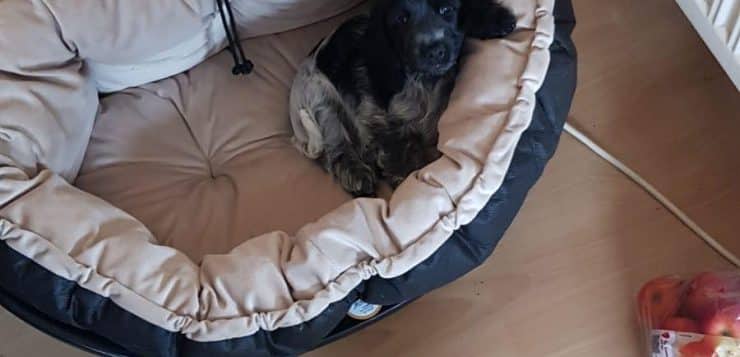 Kleiner schwarz-grauer Hund liegt entspannt in einem großen, beige gepolsterten Hundebett.