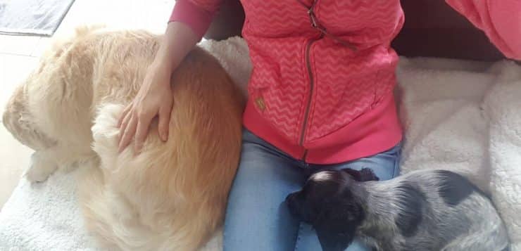 Person sitzt zwischen großem hellen Hund und kleinem schwarz-grauen Welpen, beide kuscheln sich an sie.