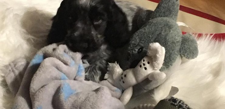 Schwarz-grauer Welpe kuschelt auf Decke mit zwei Stofftieren.