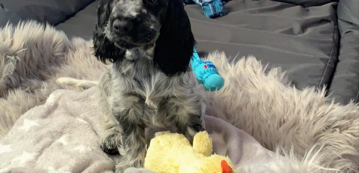 Schwarz-grauer Welpe sitzt im Kuschelbett und spielt mit gelber Stoffente.