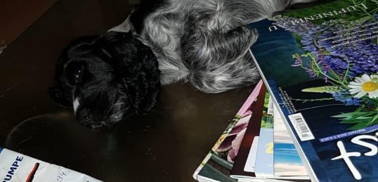 Schwarz-grauer Hund ruht auf einem Tisch neben einem Stapel bunter Zeitschriften.