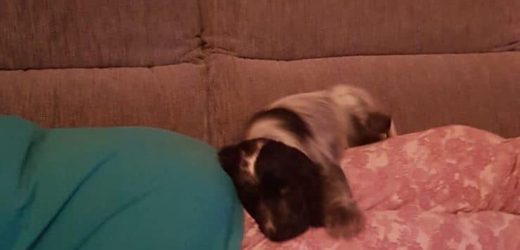 Schwarz-grauer Welpe schläft ausgestreckt auf einer Person auf dem Sofa.