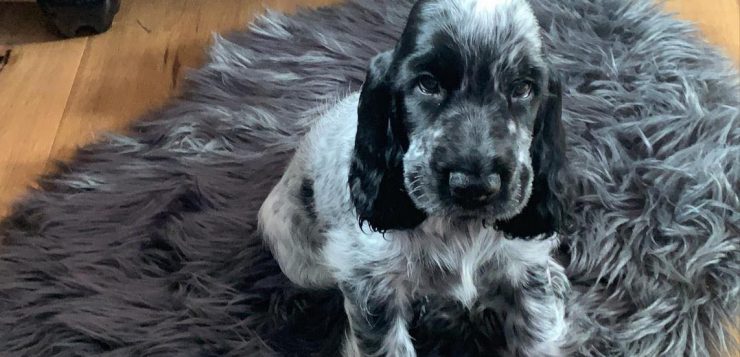 Schwarz-grauer Welpe sitzt aufmerksam auf einem grauen, flauschigen Teppich auf Holzboden.