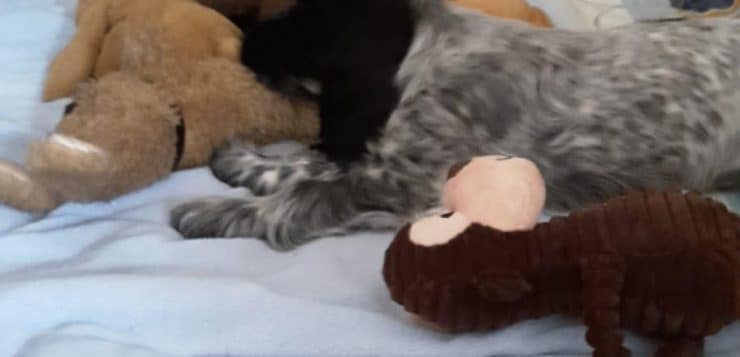 Schwarz-grauer Welpe liegt auf einem Bett mit mehreren Kuscheltieren herum.