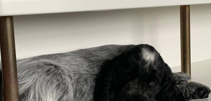 Schwarz-grauer Hund liegt entspannt in einem weißen Regal mit Metallbeinen.