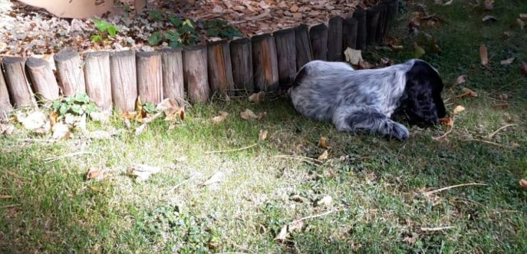 Schwarz-grauer Welpe liegt im Garten im Gras am Rand eines mit Holz eingefassten Beets.
