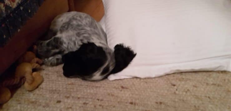 Schwarz-grauer Welpe schläft zusammengerollt auf dem Teppich neben einem weißen Kissen.