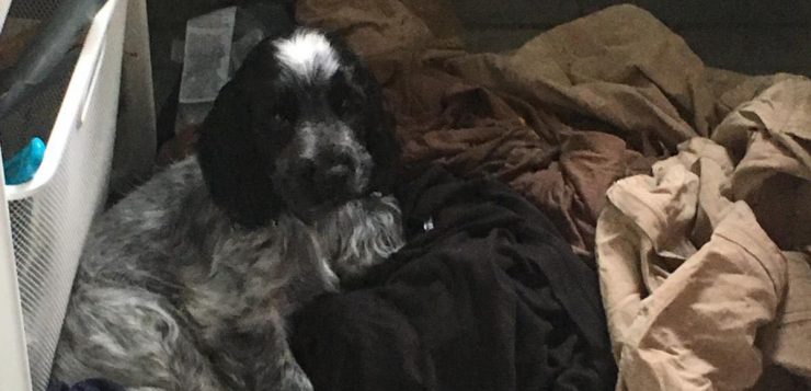 Schwarz-grauer Hund liegt gemütlich in einem Haufen zusammengewürfelter Wäsche.