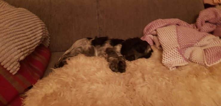 Schwarz-grauer Welpe schläft ausgestreckt auf einer flauschigen Decke zwischen Kissen auf dem Sofa.