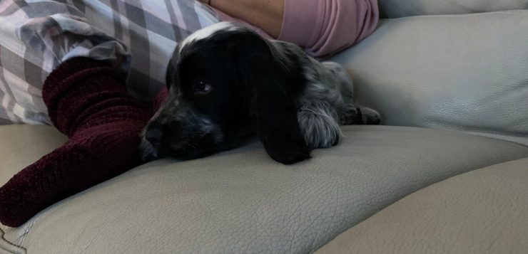 Schwarz-grauer Welpe liegt an eine Person gekuschelt auf einem hellen Ledersofa.