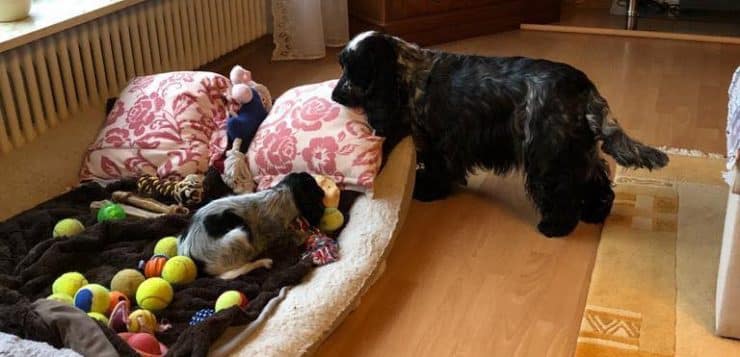 Großer und kleiner Cocker Spaniel am prall gefüllten Hundebett mit vielen bunten Spielzeugen.