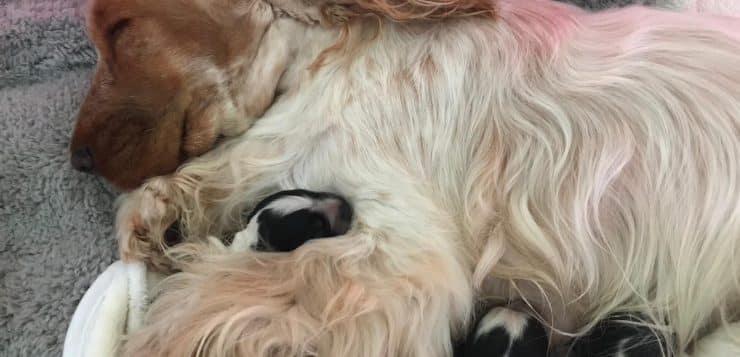 Schlafende Hündin liegt eingerollt in der Wurfbox, mehrere neugeborene Welpen kuscheln an ihrem Bauch.