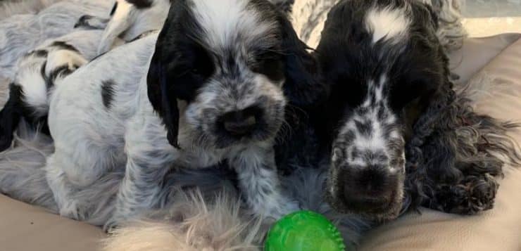 Spanielhündin und gefleckter Welpe liegen im Bett und betrachten gemeinsam einen grünen Igelball vor ihren Pfoten.