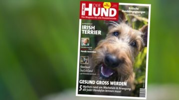 DER HUND AUSGABE 10/2019: Seit dem 4. September im Handel! Cover der Ausgabe 10/19 von DER HUND