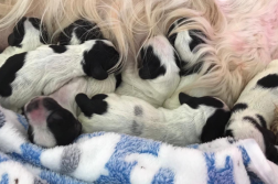 Puppy Diaries 2 – die Entwicklungsphasen des Hundes