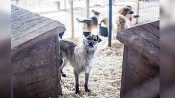 Futterspenden-Aktion für rumänische Straßenhunde Der Tierschutz-Shop sammelt Futterspenden für Hunde in Rumänien.