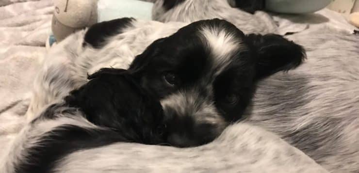 Schwarz-weiß gefleckter Spanielwelpe liegt eingekuschelt zwischen Geschwistern auf einer weichen Decke.