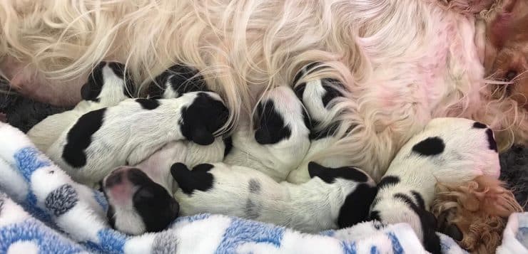 Mehrere schwarz-weiße Welpen kuscheln und trinken an der liegenden Mutterhündin auf einer Decke.