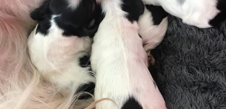 Mehrere schwarz-weiße Welpen liegen dicht aneinander und an der Mutterhündin auf einer grauen Decke.