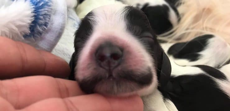 Nahaufnahme: schwarz-weißer Welpe liegt entspannt, ein Mensch hält liebevoll sein Kinn.