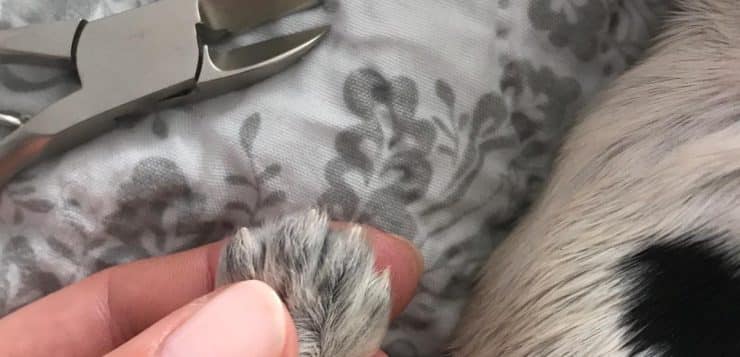 Nahaufnahme: Mensch hält Welpenpfote, daneben liegt eine Krallenzange auf gemusterter Decke.