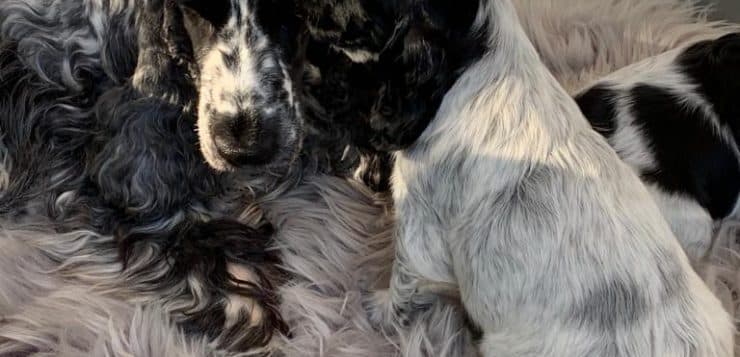 Gefleckter Spaniel liegt mit zwei gleichfarbigen Welpen dicht aneinander auf einem flauschigen Fellteppich.