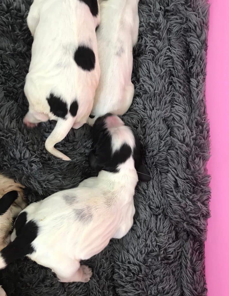 Puppy Diaries 2 die Entwicklungsphasen des Hundes » DER HUND
