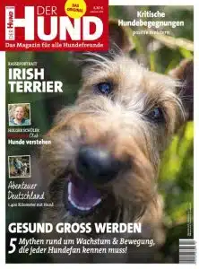 Cover der Ausgabe 10/19 von DER HUND, ein Irish Terrier schaut von unten hoch in die Kamera