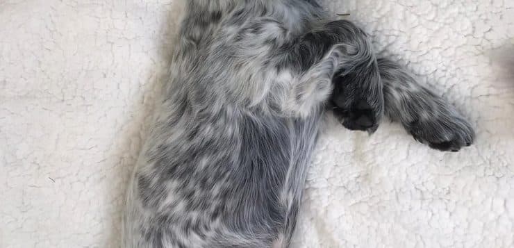 Schwarz-weiß gefleckter Welpe liegt entspannt auf dem Rücken auf einer weichen, weißen Decke.