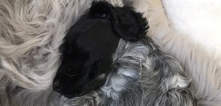 Schwarz-grauer Welpe mit schwarzem Kopf schläft eingerollt in einer flauschigen, hellen Decke.