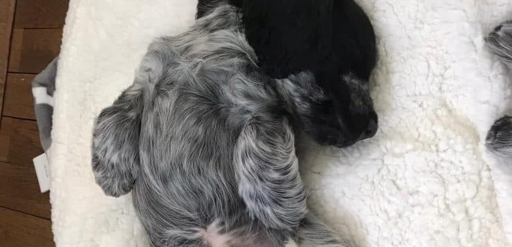 Schwarz-weiß gefleckter Welpe schläft auf dem Rücken auf einer weichen, weißen Decke.