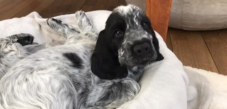 Schwarz-weiß gefleckter Welpe liegt entspannt im Hundebett und schaut neugierig in die Kamera.