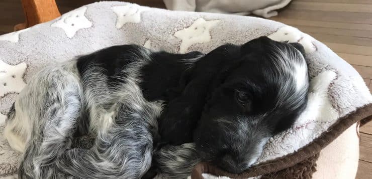 Schwarz-grauer Welpe liegt eingerollt und schläfrig in einem weichen, gemusterten Hundebett.