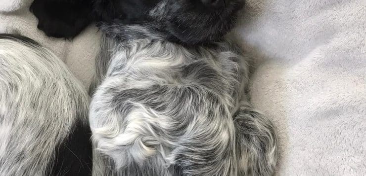 Schwarz-weiß gefleckter Welpe liegt auf dem Rücken im Hundebett und blinzelt entspannt in die Kamera.