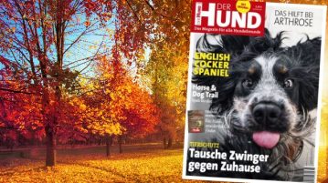 Ausgabe 11/19 von DER HUND, auf dem Cover: Cocker Spaniel Narcos