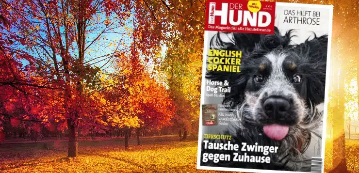 Ausgabe 11/19 von DER HUND, auf dem Cover: Cocker Spaniel Narcos