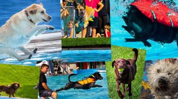 Was für eine Gaudi! Das war der 5. Augsburger Hundebadetag Hundebadetag Augsburg