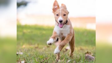 junger Hund rennt auf Wiese