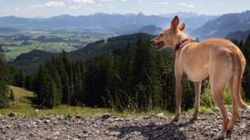 Im Herbst mit dem Hund unterwegs