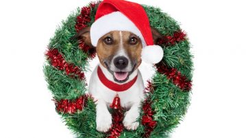 Türchen 18: Canina
